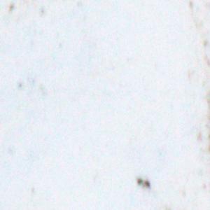 M-N Caron ''Rouge 2''